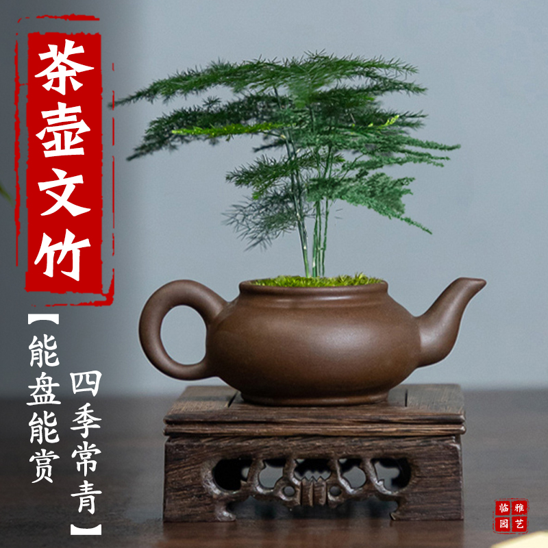 茶壶文竹盆栽盆景精品高端懒人植物室内办公桌面室绿植好养活摆件