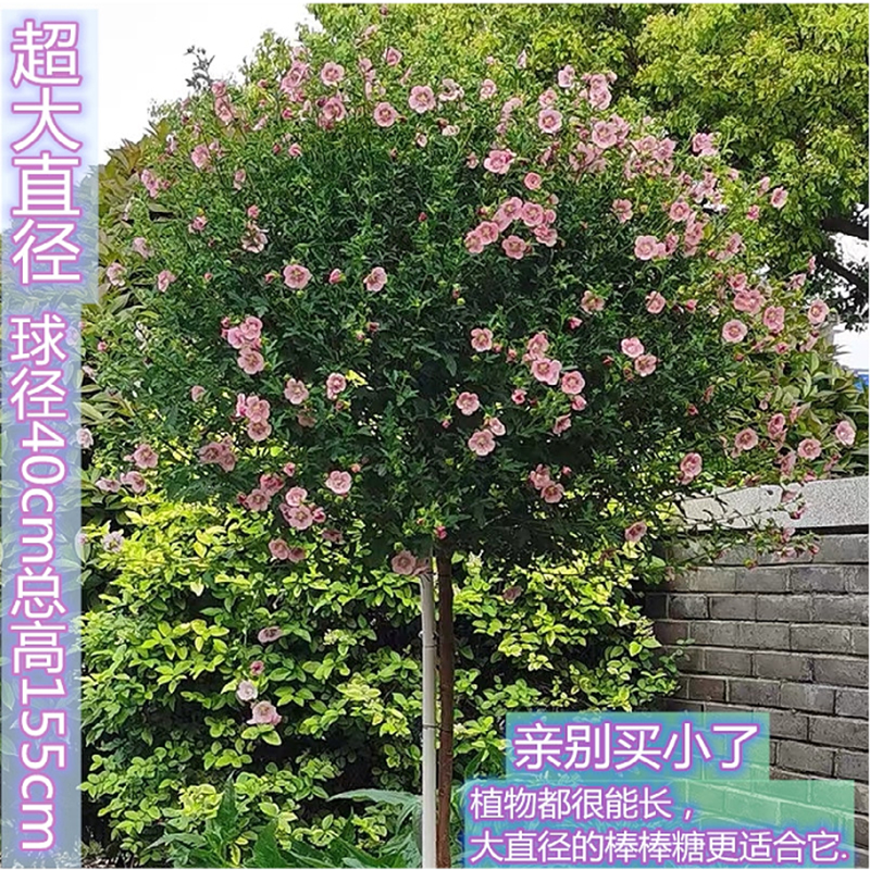 棒棒糖花架爬藤架风车茉莉蓝雪花球形园艺造型花盆支架植物攀爬架