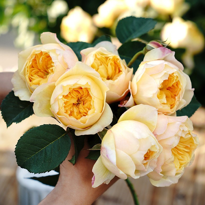 雀啾 月季玫瑰 多季开花淡香耐热杂交茶香月季玫瑰花卉盆栽