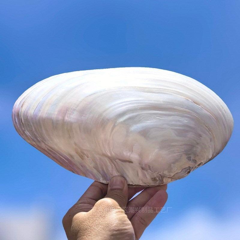天然大珍珠蚌壳超大贝壳拍摄道具海螺鱼缸造景装饰摆件果盘餐盘