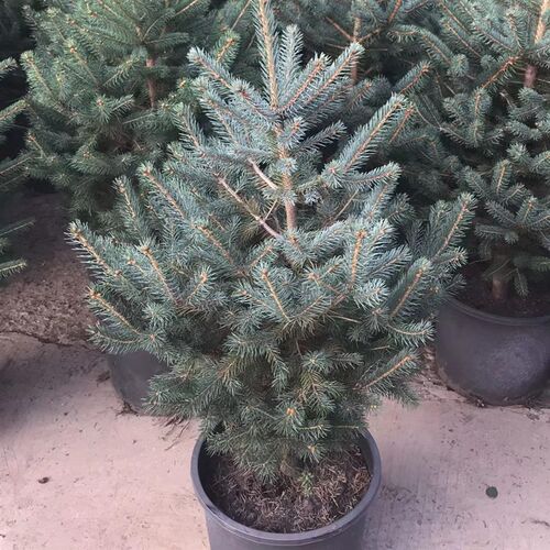 圣诞树蓝杉美国科罗拉多彩叶四季常青观叶庭院别墅室内外花镜造景