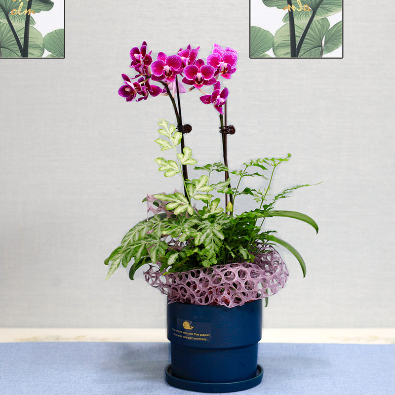 蝴蝶兰精品盆栽 带花带苞大苗客厅室内观花植物四季好养带兰花剑