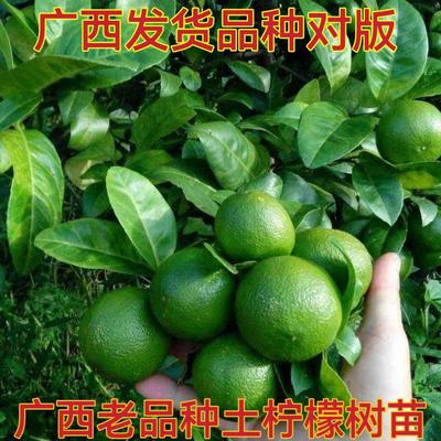 本地土柠檬树苗老品种柠檬牛脚子腌制咸柠檬苗叶子去腥南方种植