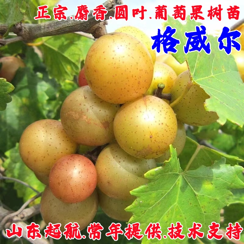 马斯卡丁葡萄树苗四季结果格威尔圆叶葡萄苗盆栽阳台庭院爬藤果苗