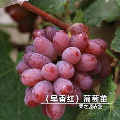 大泽山特早熟早香红葡萄苗早熟新品种葡萄树苗南北方种植盆栽地栽