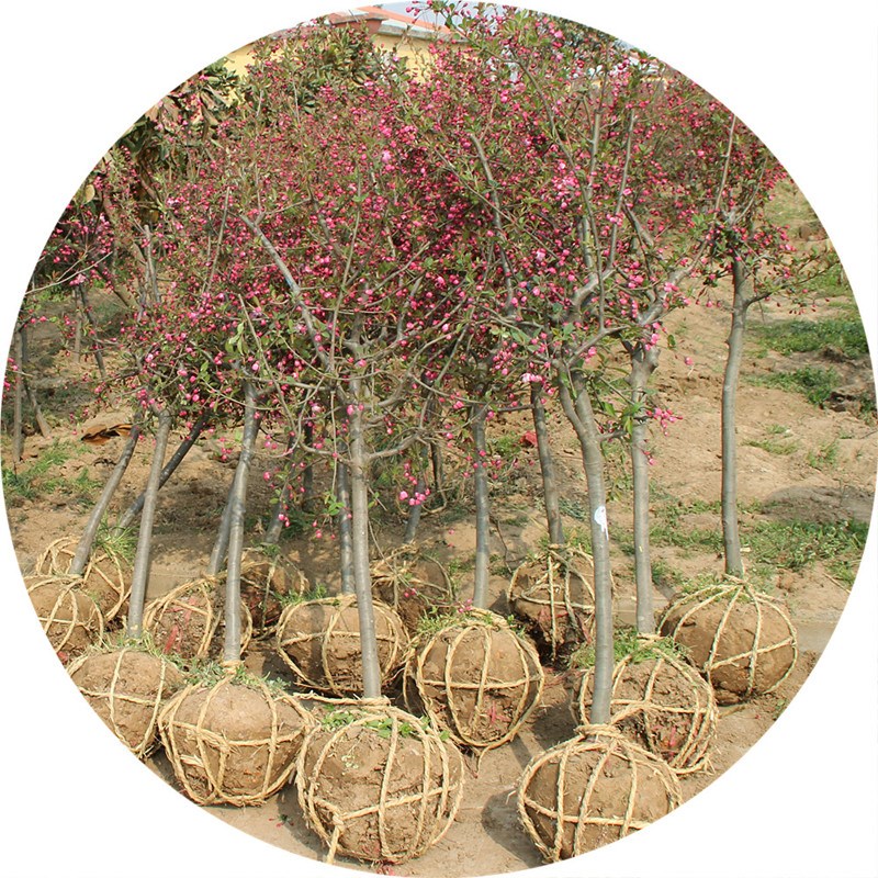 西府海棠花树苗盆栽垂丝海棠大苗海棠苗木本观花花卉植物