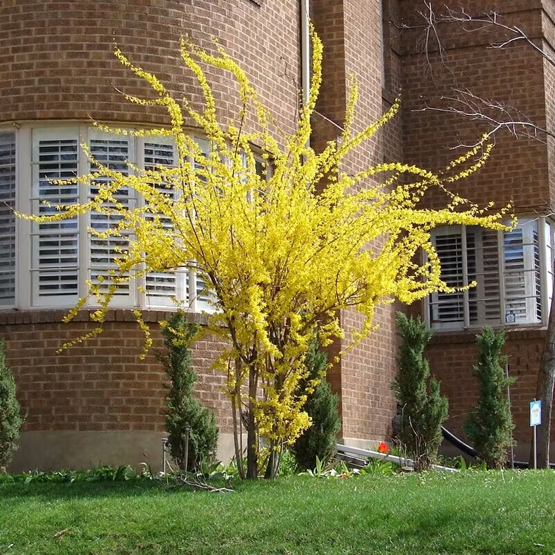 连翘树苗连翘苗迎春花苗黄老虎阳台别墅庭院绿化苗木耐寒好养植物