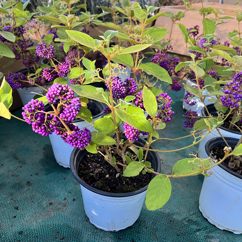 紫珠盆栽多年生耐热耐寒阳台庭院耐养观果植物盆景庭院花镜造景花