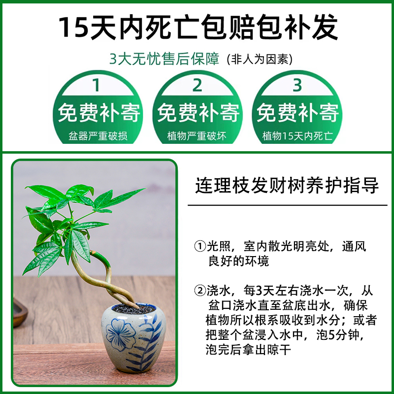 发财树迷你盆栽四季常青室内办公室桌面盆景国风微型创意绿植花卉