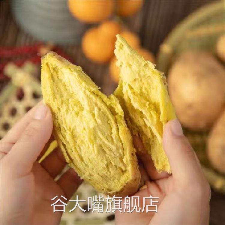 广东潮汕农家自种鸡蛋薯地瓜白皮黄心番薯板栗红薯潮州新鲜白薯