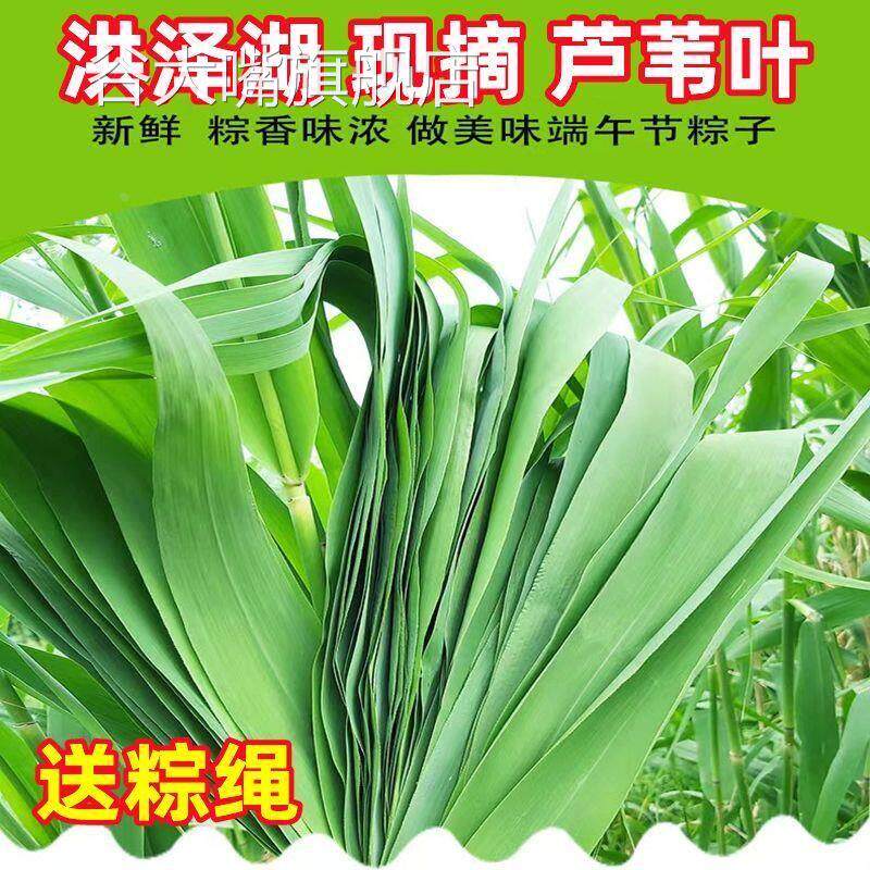 新店特惠本地粽叶免邮新鲜大芦苇叶农家苏北现采大号包粽子的叶子