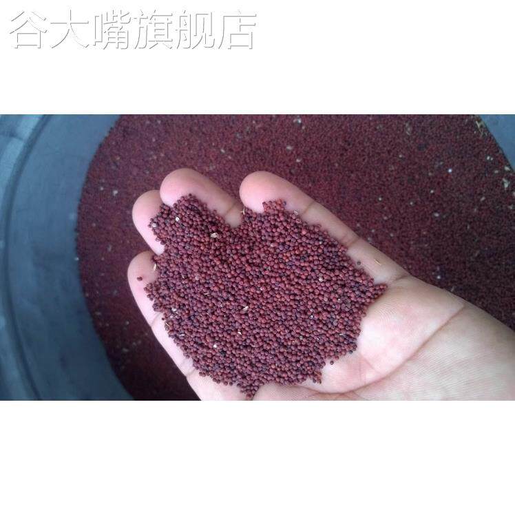 /粟米粟粉 粟粥原料 鸭脚粟鸡爪粟红粟米黑珍珠红小米粒可做种子