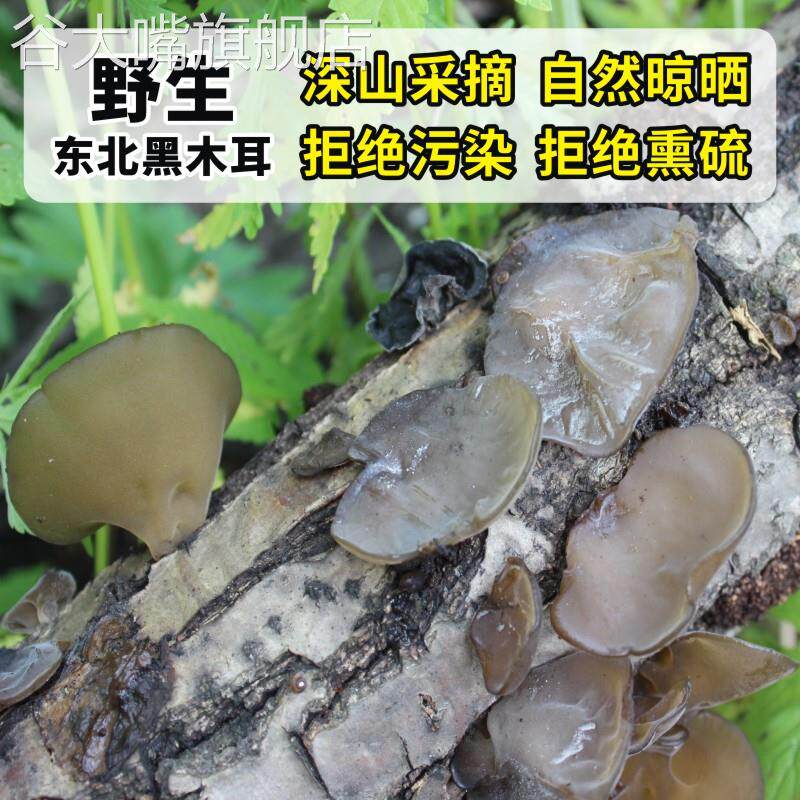 东北特产野生黑木耳纯长白山深山新秋木耳特干货级500g散装木耳干