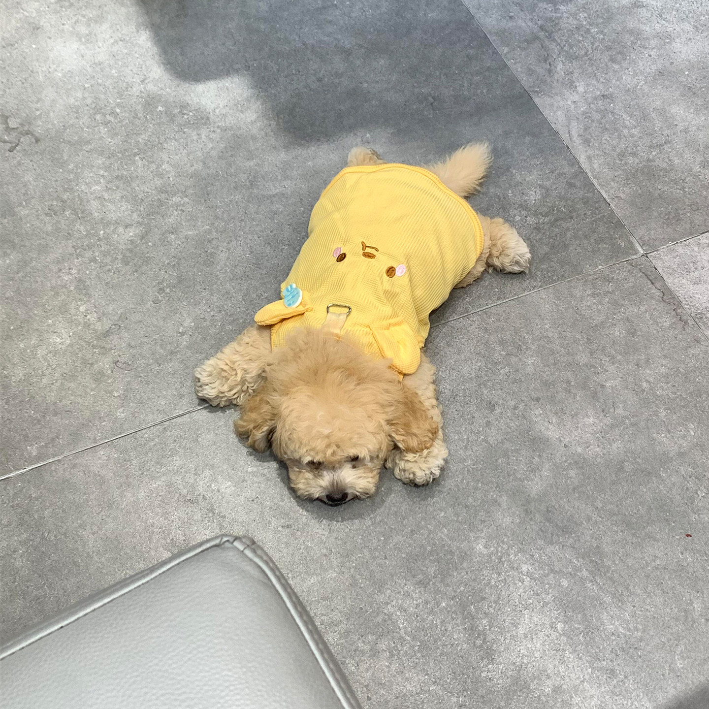 小型犬春秋黄熊牵引透气背心