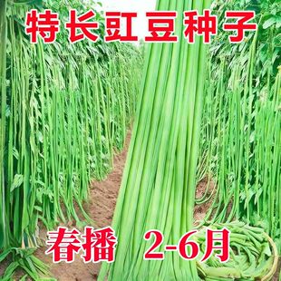 特长青豆角种子901青豇豆种子翠绿色长豆角大棚露天基地蔬菜种子