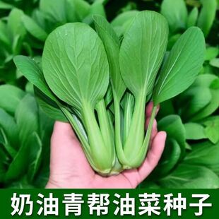 新奶油上海青帮油菜种子四季播种上海青种籽农家菜园庭院蔬菜种孑