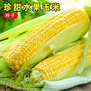 正宗水果玉米种子鲜食早熟超甜玉米种籽四季高产大田蔬菜孑春四季