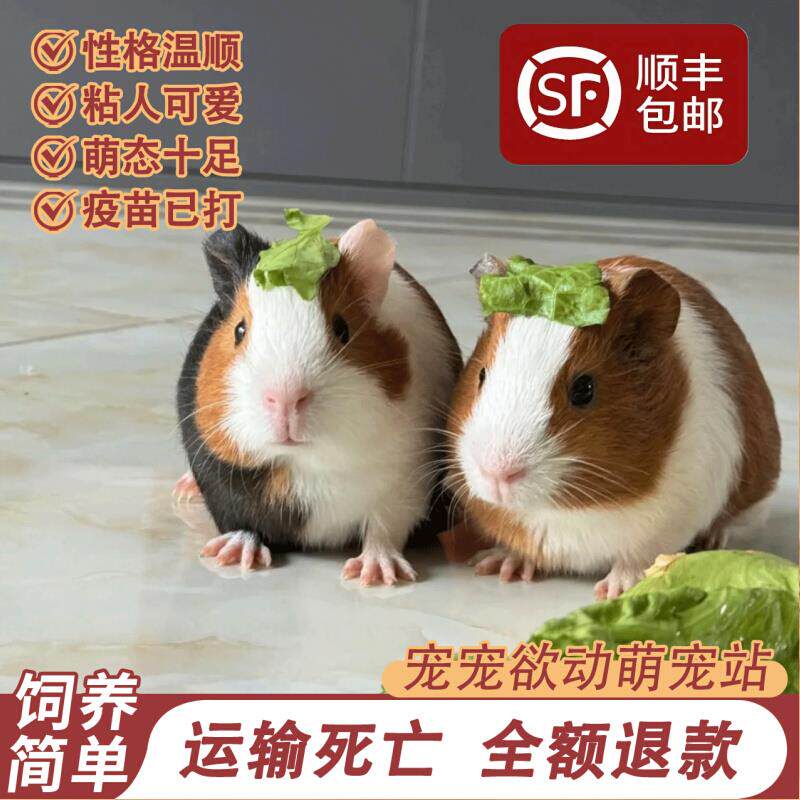 荷兰猪活物豚鼠活物鼠类小宠物繁殖鼠宠物活体卡皮巴拉天竺鼠可繁