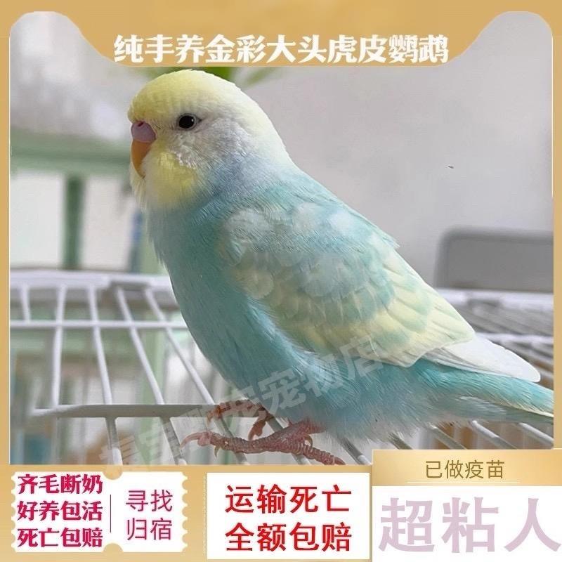 鹦鹉活鸟会说话大头虎皮小鸟幼鸟的鹦鹉手养小型观赏宠物活体活物