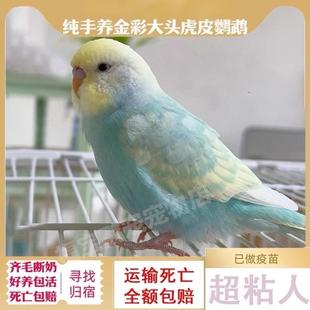 鹦鹉活鸟会说话大头虎皮小鸟幼鸟的鹦鹉手养小型观赏宠物活体活物