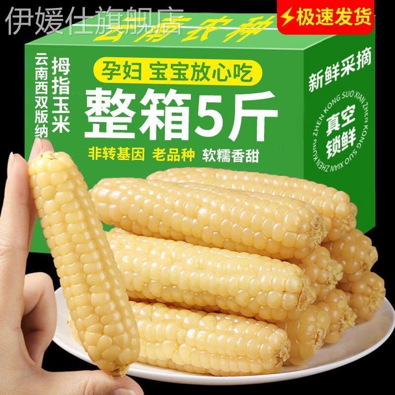 拇指玉米婴儿西双版纳手指小拇指香糯小玉米云南宝宝姆母指版纳糯