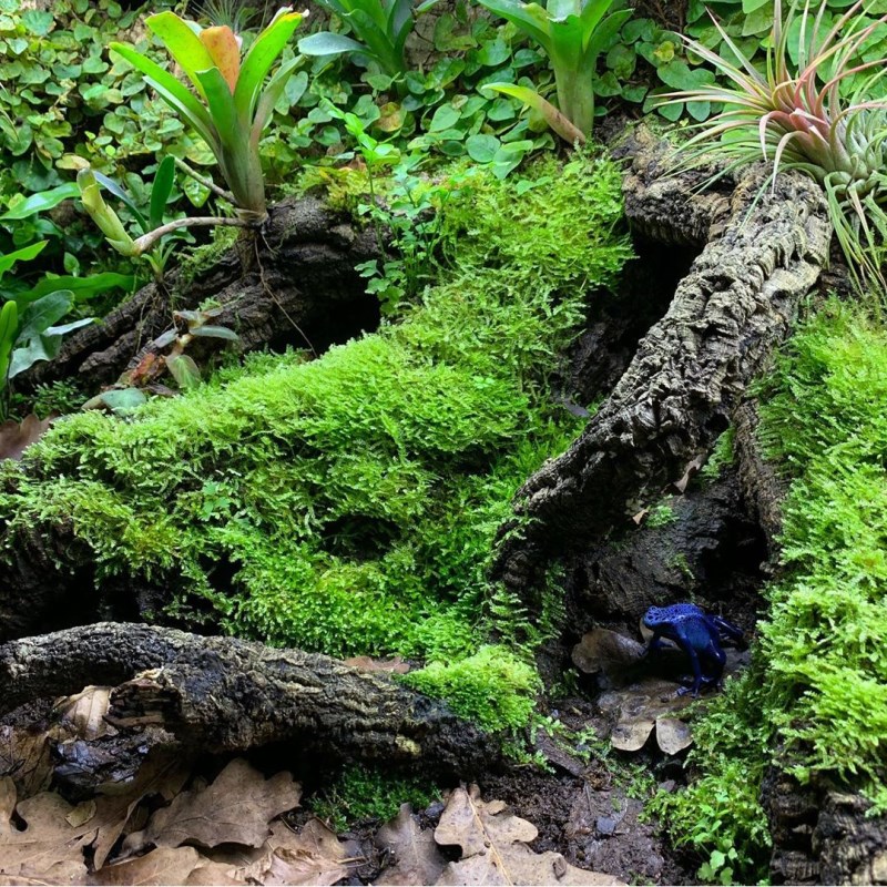 生态雨林水陆缸造景用 大羽大灰短绒苔藓 微景观植W物工程盆景基