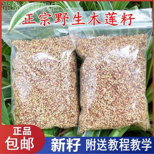 浙江诸暨特产木莲豆腐木莲子野生木莲籽爱玉子冰粉籽薜荔籽凉粉籽