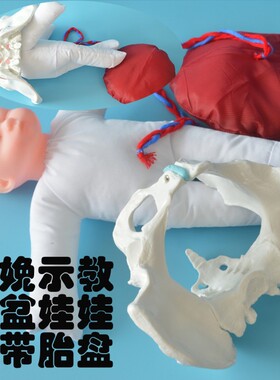 分娩示教骨盆模型含娃娃  孕妇学校示教教具含初生儿宝宝脐带胎盘