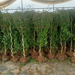 迎春花树苗盆景高杆探春花庭院盆栽攀援爬藤垂P吊类花卉报春花植