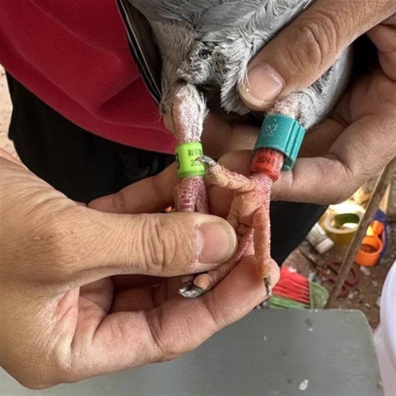 鸽主:吴壮雄  佩戴两套特比环 江西线石城站330公里447名