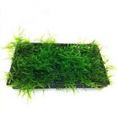 鱼缸水草水族莫斯绑沉木石头虾屋散装 柳条莫丝三角莫斯盒