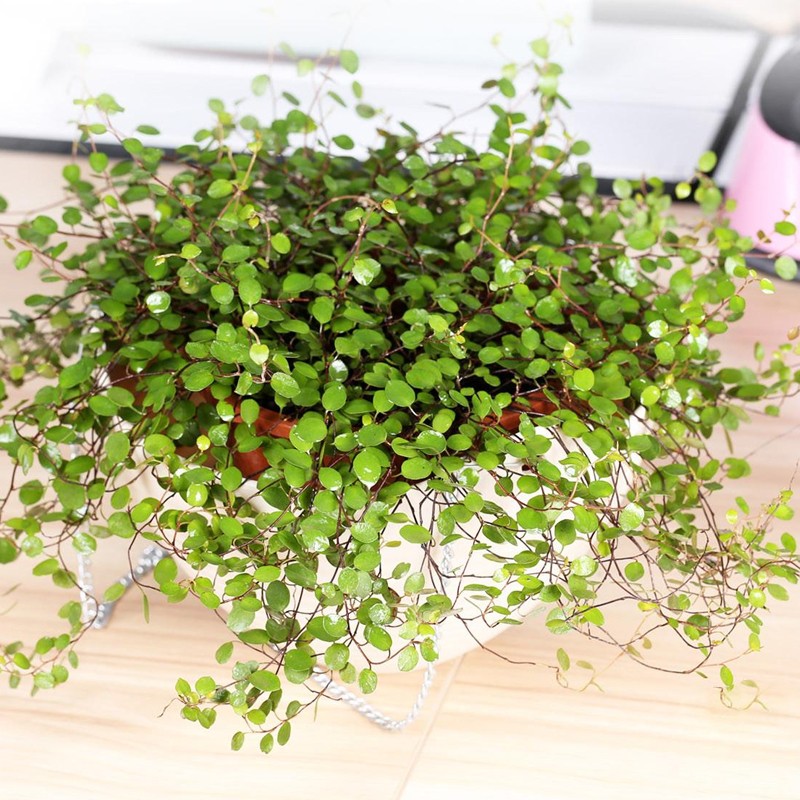 千叶吊兰盆栽垂吊悬挂爬藤烘焙摆盘甜品蛋糕装饰观叶花卉绿植物