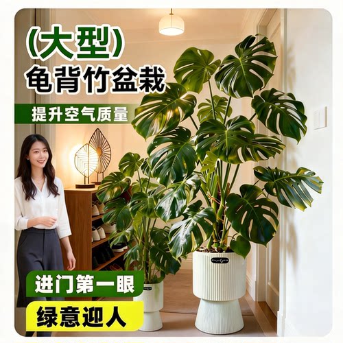 龟背竹盆栽室内易养含盆包邮