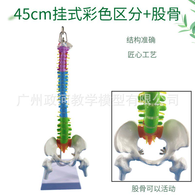 正骨彩色椎体人体脊柱模型人体骨骼模型大脊椎成人45CM带胸椎骨盆