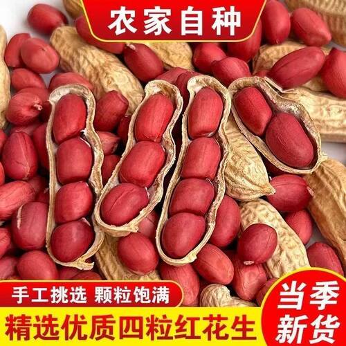 东北红皮衣生花生米新货生花生带壳新鲜晒干四粒红衣花生五谷杂粮