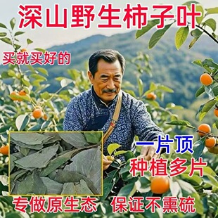 爆款新品柿叶茶柿叶霜降后新鲜柿子叶泡水茶包福长水柿子叶饮品