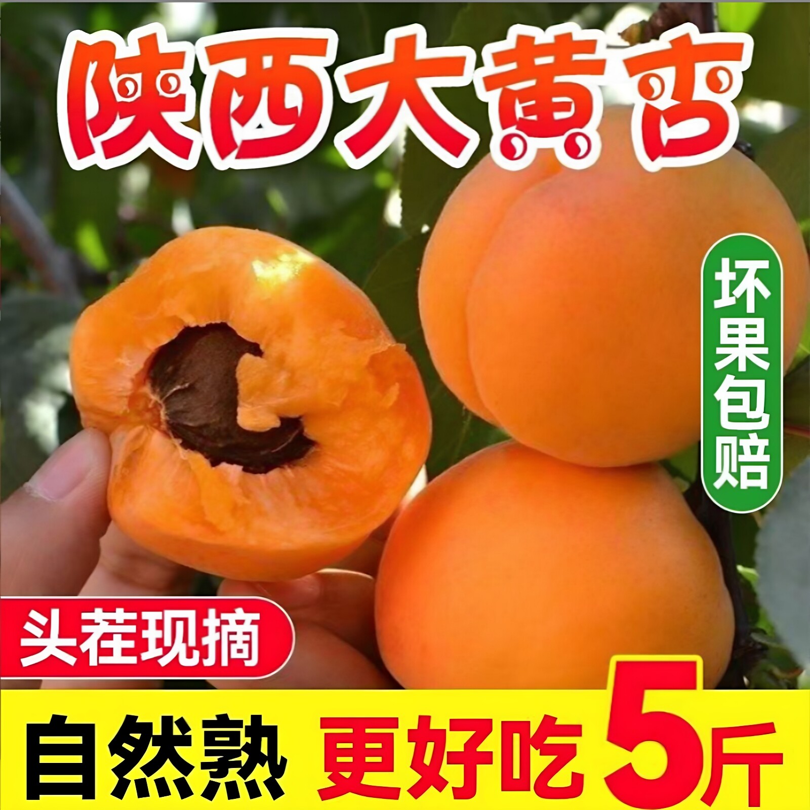 陕西金太阳大黄杏5斤包邮新鲜当季孕妇水果酸甜杏子金太阳黄杏批