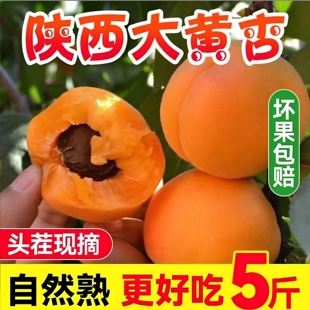 陕西金太阳大黄杏5斤包邮新鲜当季孕妇水果酸甜杏子金太阳黄杏批