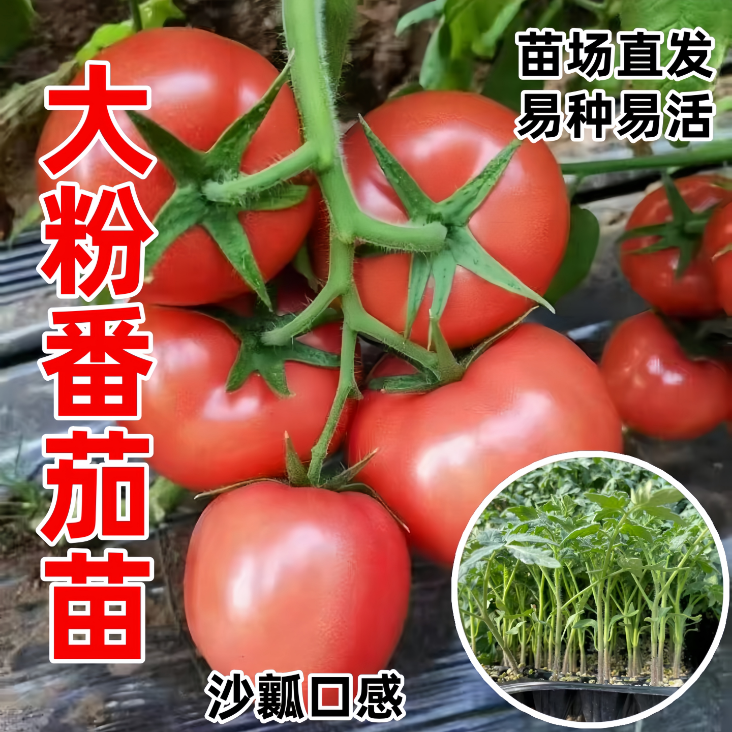 老品种大粉番茄苗四季种阳台盆栽
