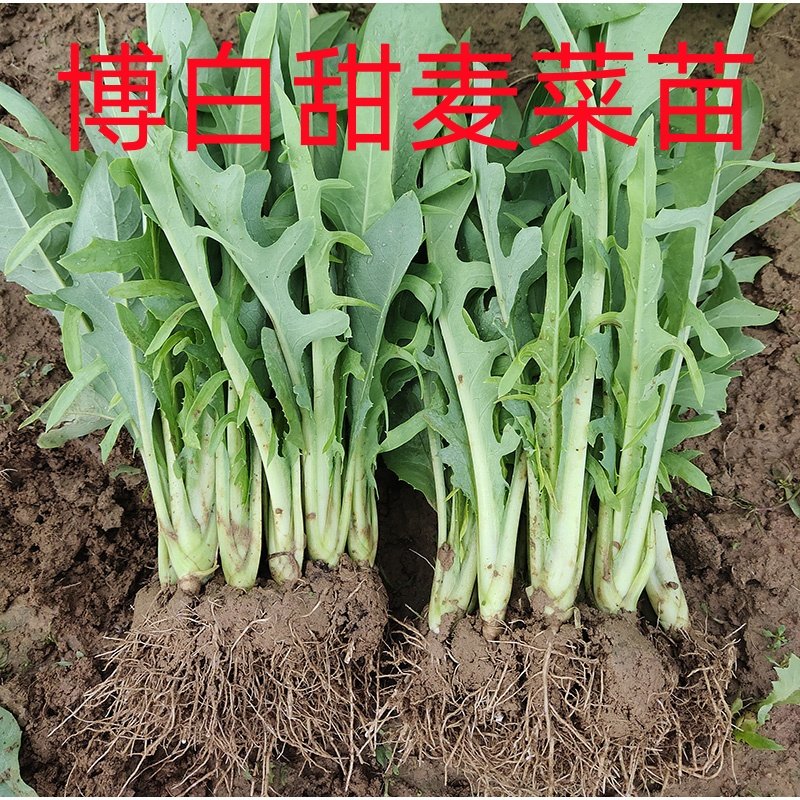 正宗广西博白甜麦菜秧苗易栽种带泥发货阳台盆栽脆口新鲜现拔现发