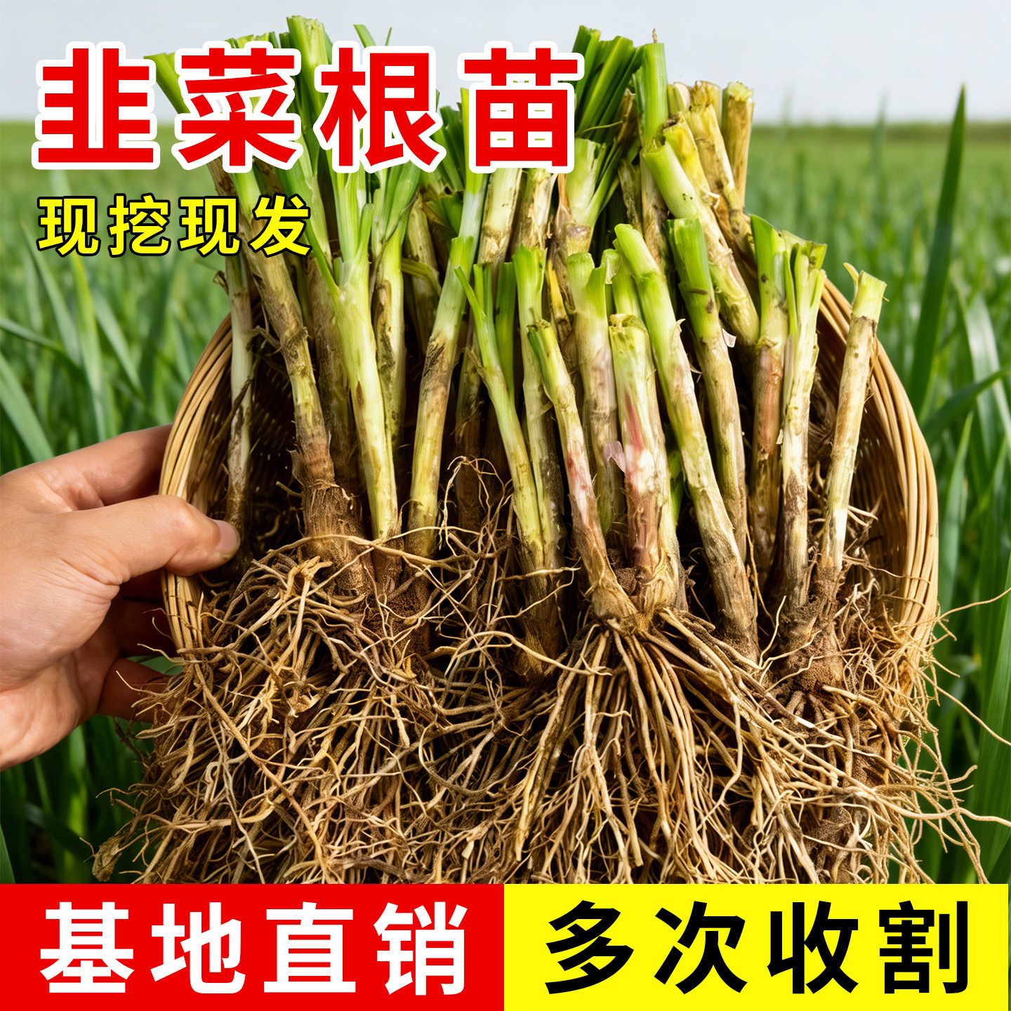 四季阳台现挖新鲜紫根韭菜根苗