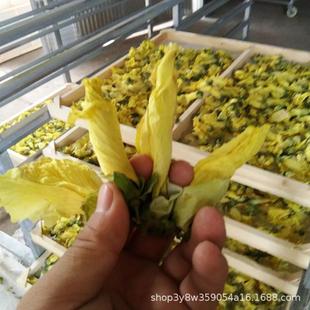 中草药材烘干机宠物食品烘焙烘干机食材茶叶干水果蔬风干机干燥箱