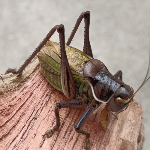 精品新脱蝈蝈活体过冬蝈蝈