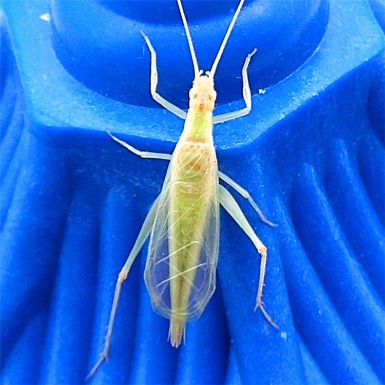 山东野生青竹蛉活体虫包叫包邮中华树蟋宠物昆虫憨叫鸣虫紫竹蛉