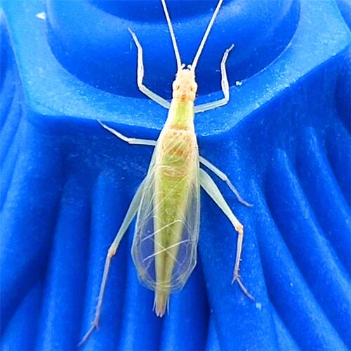 精品憨叫大翅青紫竹蛉