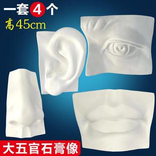 艺考石膏教具特大大五官园面石膏像石膏模型大五官实面