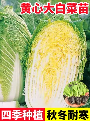 黄心大白菜苗秋冬季种植蔬菜秧苗大全庭院秋播幼苗地栽耐寒生菜苗