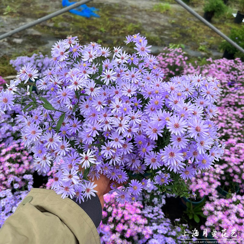 荷兰菊小卡罗紫菀宿根盆栽易爆花庭院阳台花园多年生耐寒花境植物