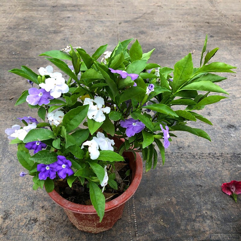 双色茉莉盆栽双色茉莉花苗鸳鸯茉莉花阳台室内外盆栽芳香花卉包邮