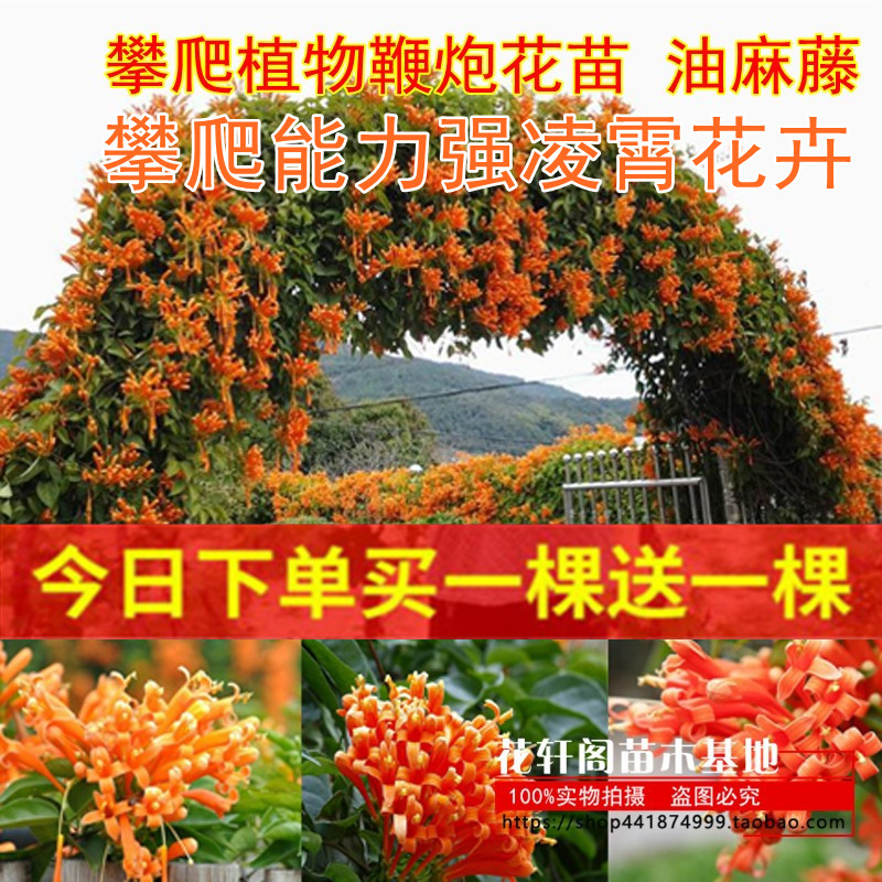 攀爬植物鞭炮花苗 油麻藤 炮仗花苗 凌霄花苗攀援花卉红爆竹花围